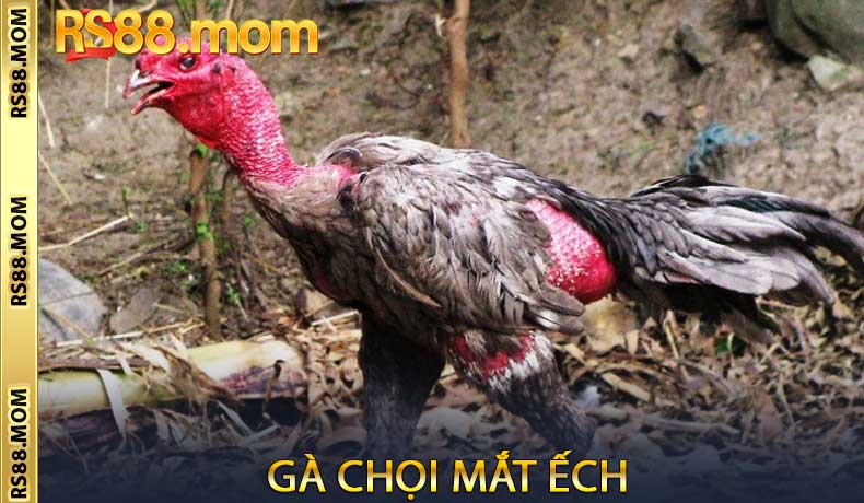 Gà chọi Mắt Ếch