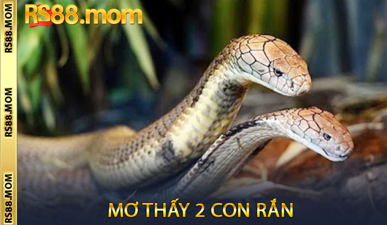 Mơ Thấy 2 Con Rắn